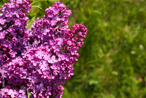 Closeup view of beautiful lilac flowers outdoors. Space for text