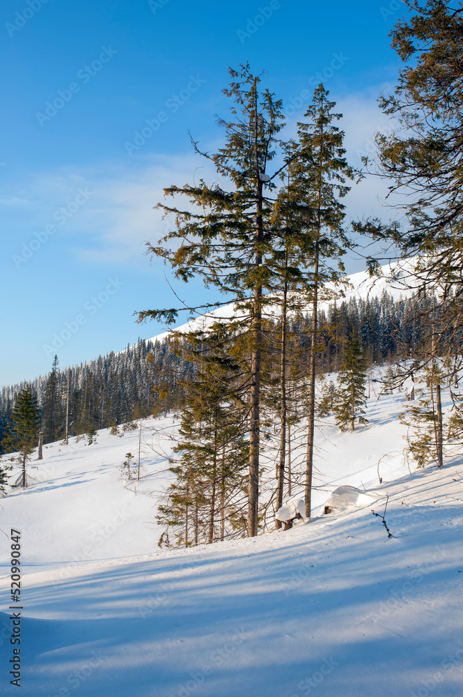 Joyful in the winter mountains on a sunny day for active recreation and walks Joyful in the winter mountains on a sunny day for active recreation and walks