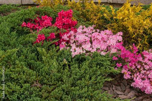 The flowering rhododendron shrub is royally beautiful