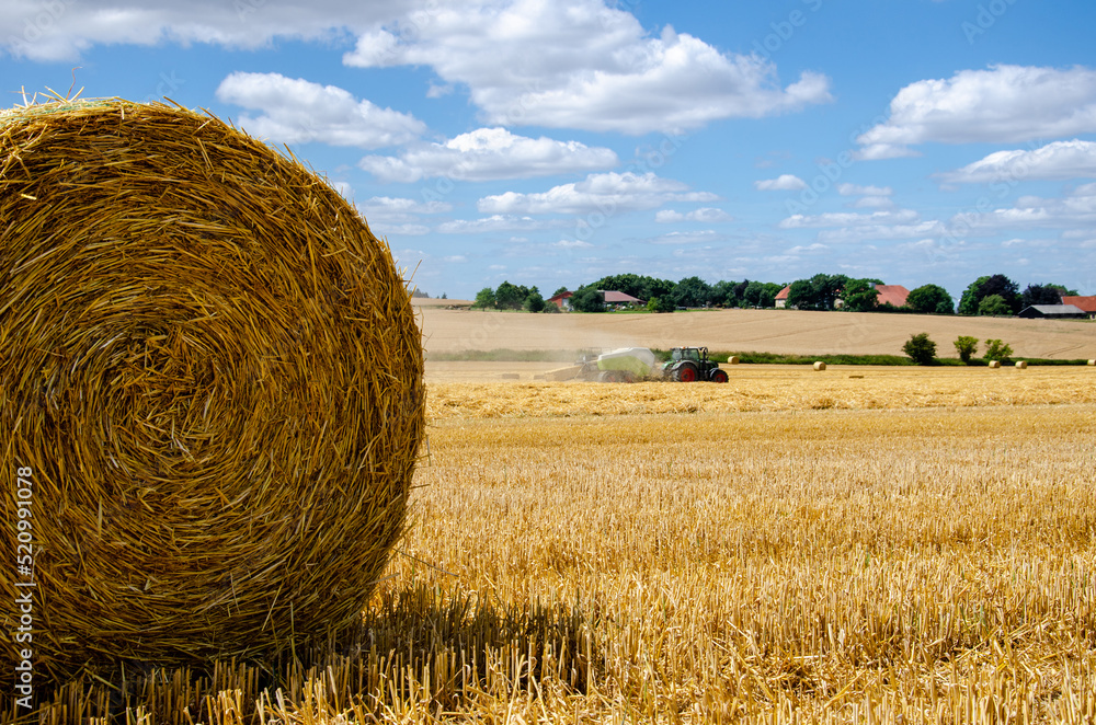 Rolled up hay bales on wheat field or dry meadow after harvest in rural agricultural area.