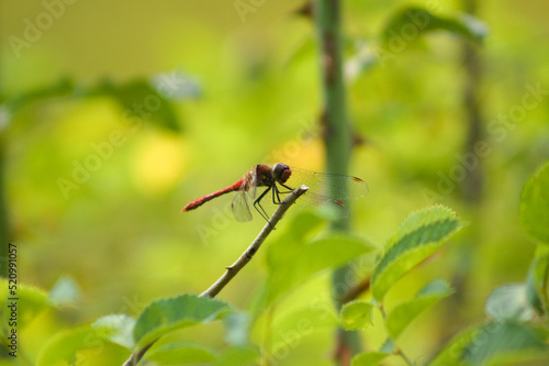 Close-up of dragonfly resting on a branch with green blurred plants on background
