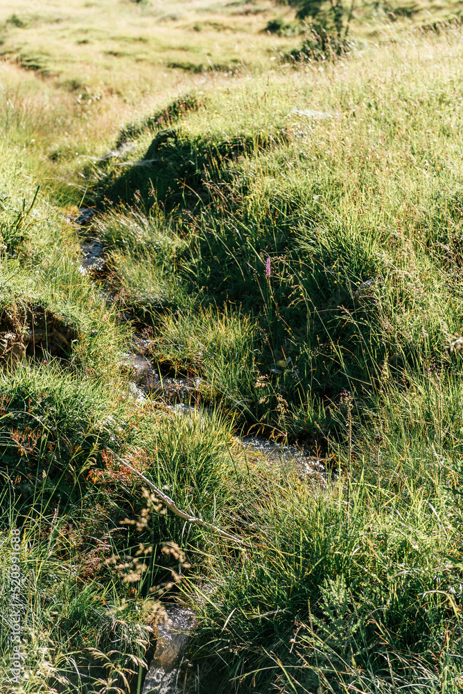 Bach | Natur | Wiese Bach | Natur | Wiese