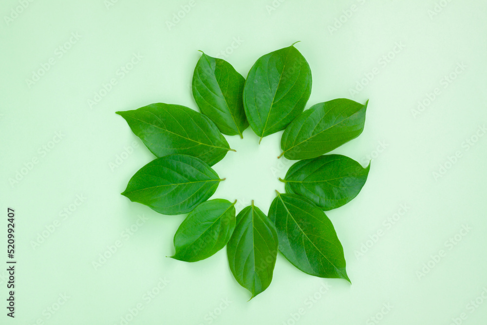 Circle of Fresh Green leaves isolated on green background Circle of Fresh Green leaves isolated on green background