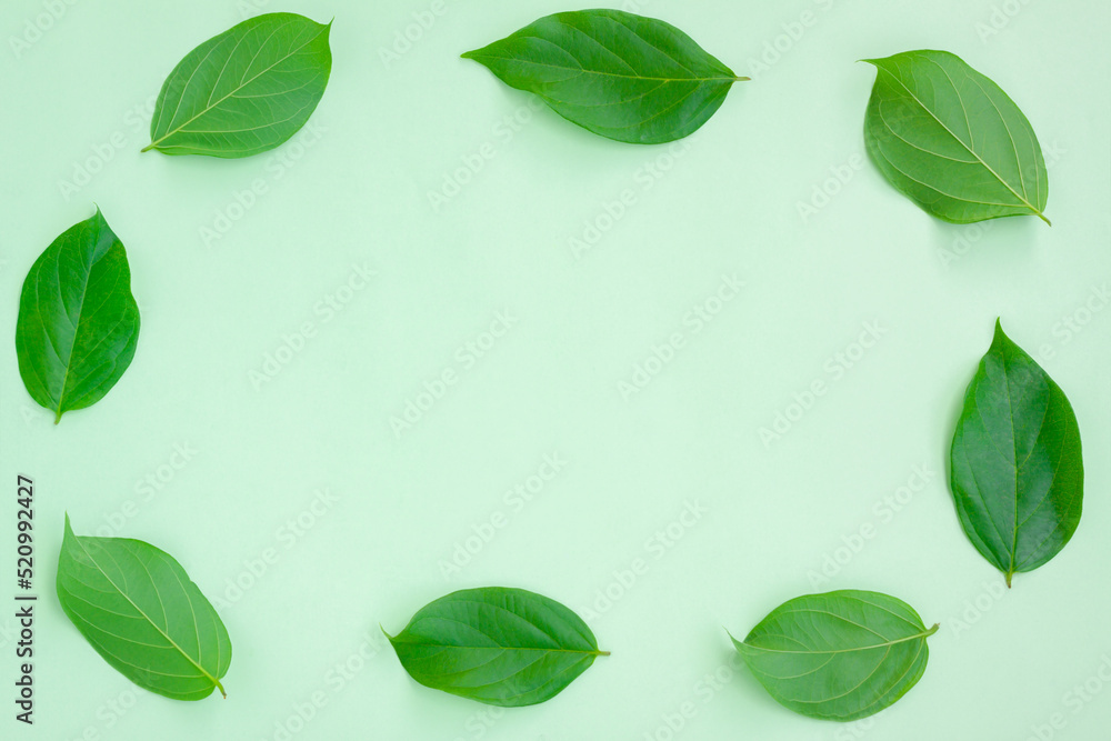 Circle of Fresh Green leaves isolated on green background Circle of Fresh Green leaves isolated on green background