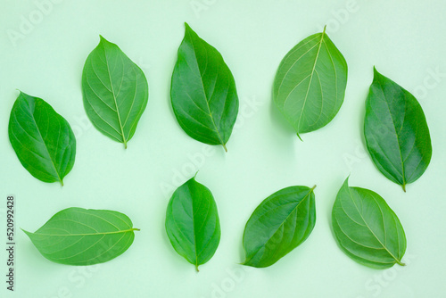 Fresh Green leaves isolated on green background