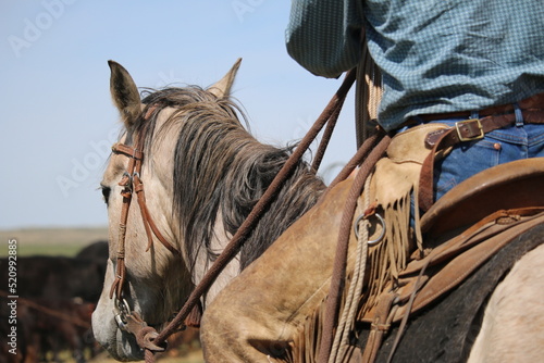 Western lifestyle, cowboy themed image taken from behind of a working cowboy in leather chaps sitting in a western saddle holding the reins of a grey horse.