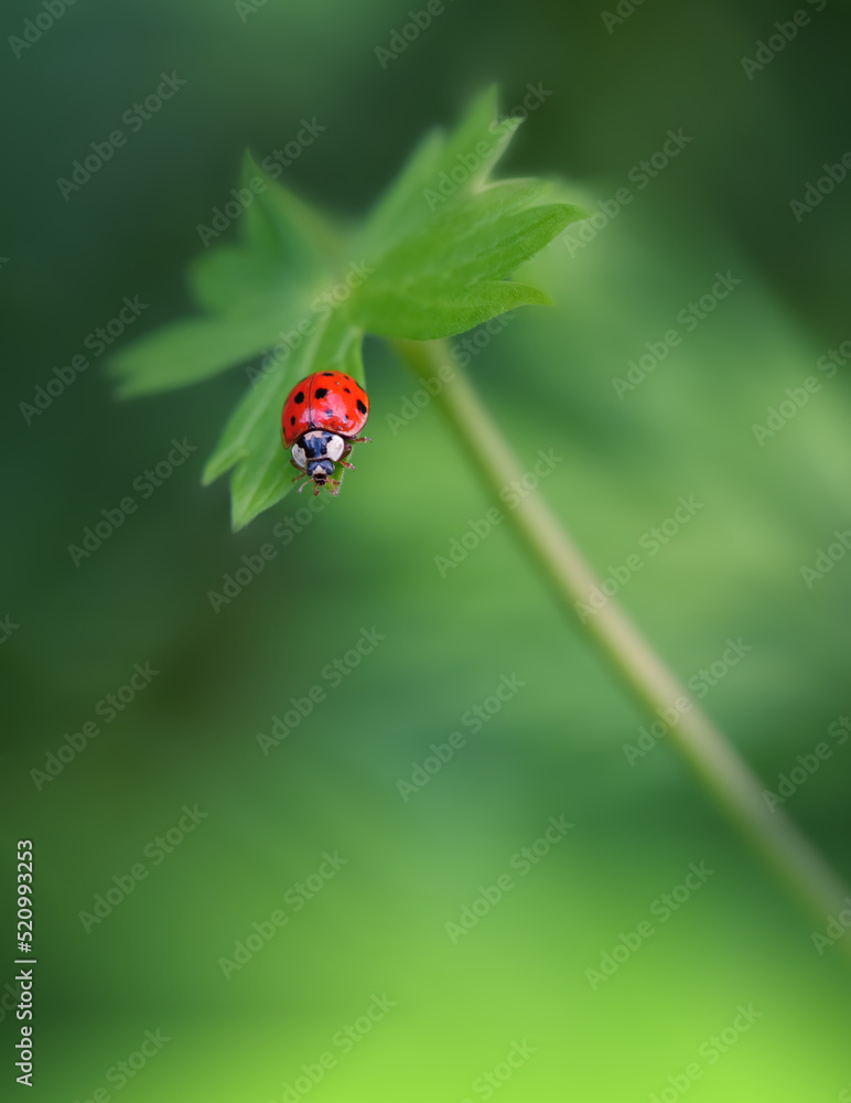 Beautiful Green Nature Background.Floral Art Design.Macro Photography.Floral Abstract Pastel Background with Copy Space.Ladybug and Wild Field.Ladybug in Summer Floral Background.Beautiful Ladybug. Beautiful Green Nature Background.Floral Art Design.Macro Photography.Floral Abstract Pastel Background with Copy Space.Ladybug and Wild Field.Ladybug in Summer Floral Background.Beautiful Ladybug.