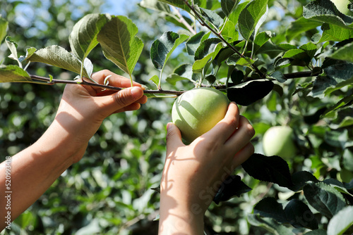 Fotografie Young female farmer is managing apples in her apple orchard