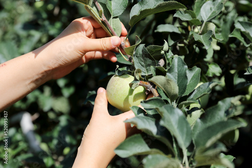 Young female farmer is managing apples in her apple orchard