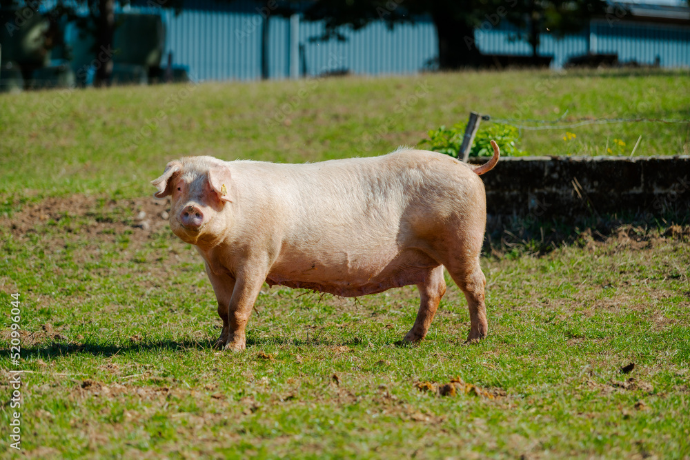 Pigs in field. Healthy pig on meadow Pigs in field. Healthy pig on meadow