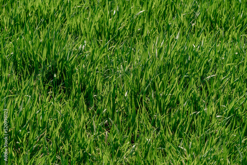 Tło piękny zielonej trawy wzór