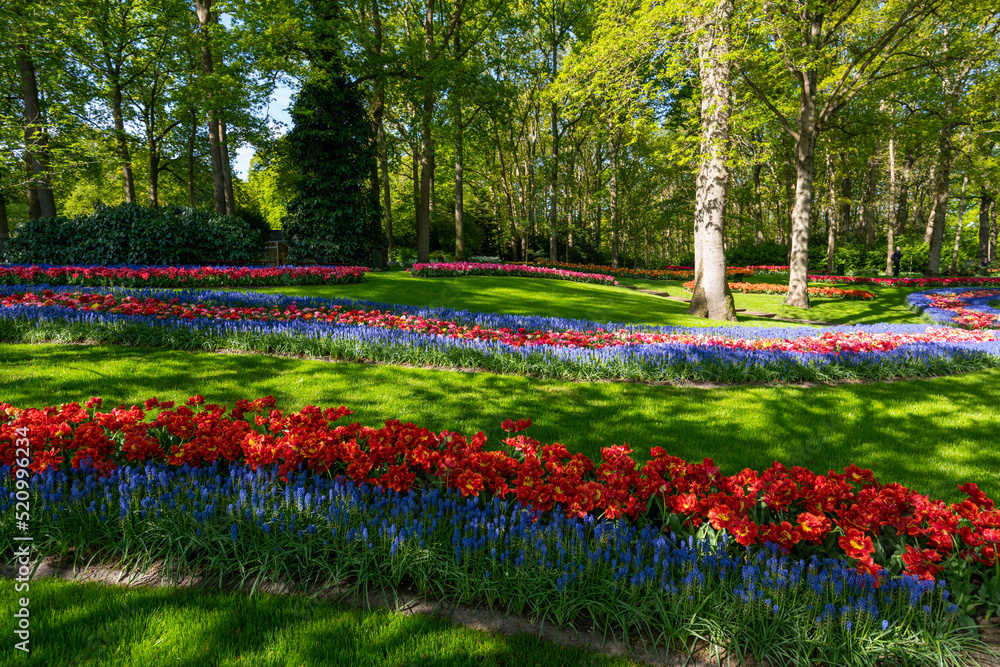 Obraz premium Colorful spring flowers in the park. tulip flowers on the Field