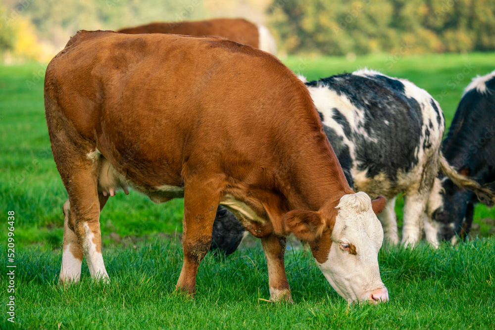 Dairy cows grazing on lush green pasture