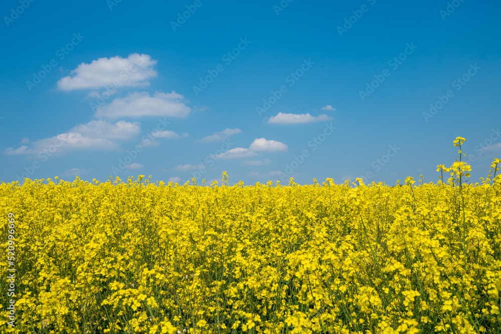 Rapeseed field and blue sky as the embodiment of the Ukrainian flag Rapeseed field and blue sky as the embodiment of the Ukrainian flag