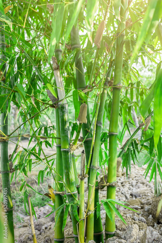 Bamboo. Bamboos Forest. Growing bamboo border design over blurred sunny background. Closeup. Japanese garden design  gardening. Spa  Zen concept. Border art. Space for your text. Nature backdrop