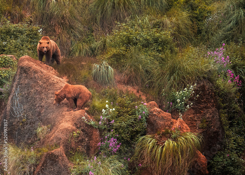 bears on rocks. Mother protecting her cubs