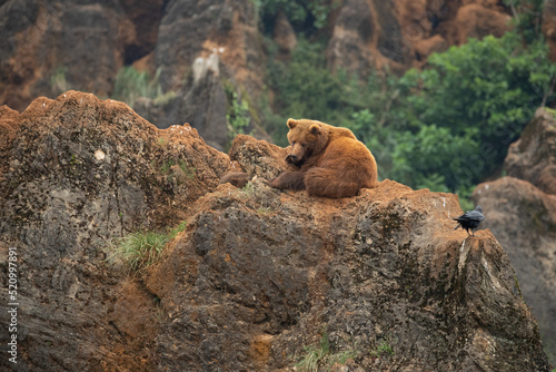 bear on rock with background non edited