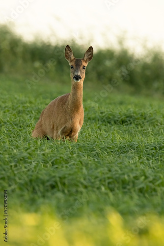 young Roe deer close up