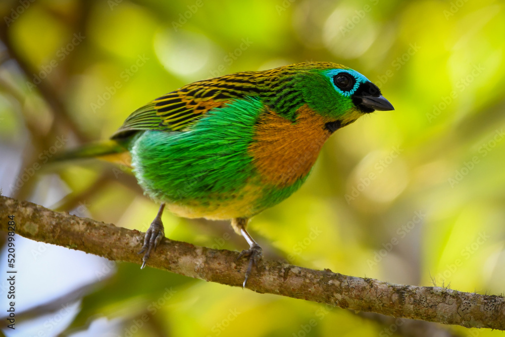 Brassy-breasted Tanager (Tangara desmaresti) Brassy-breasted Tanager (Tangara desmaresti)