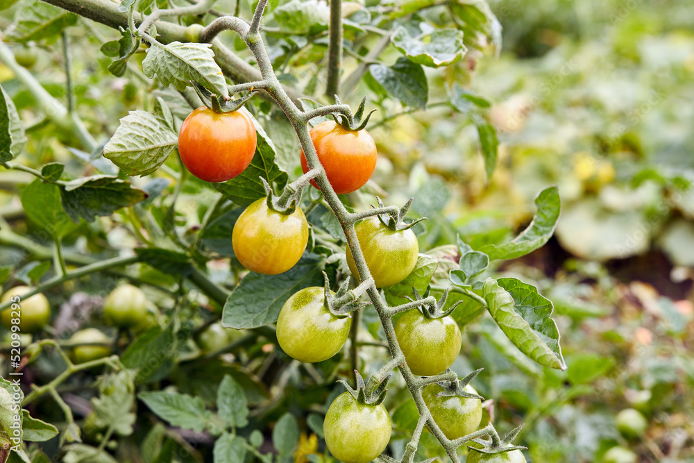 Ripening of cherry tomatoes. Gardening Growing tomatoes. Tomato harvest.