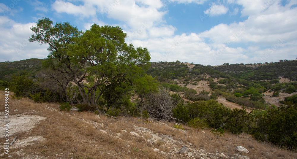 Mesquite tree on a hill in Texas Hill Country Mesquite tree on a hill in Texas Hill Country