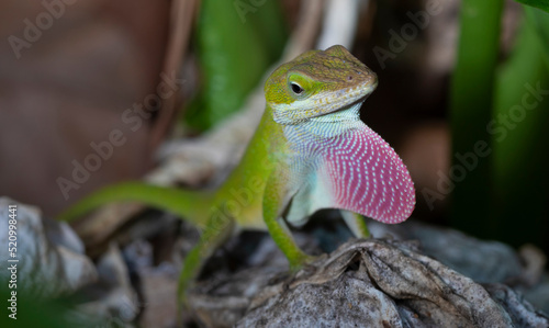 Gecko advertising for a mate