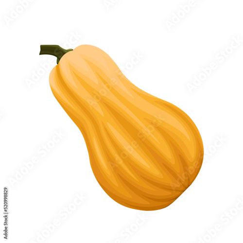 Realistic Yellow Butternut squash cartoon vector illustration isolated on white background. Yellow pumpkin.