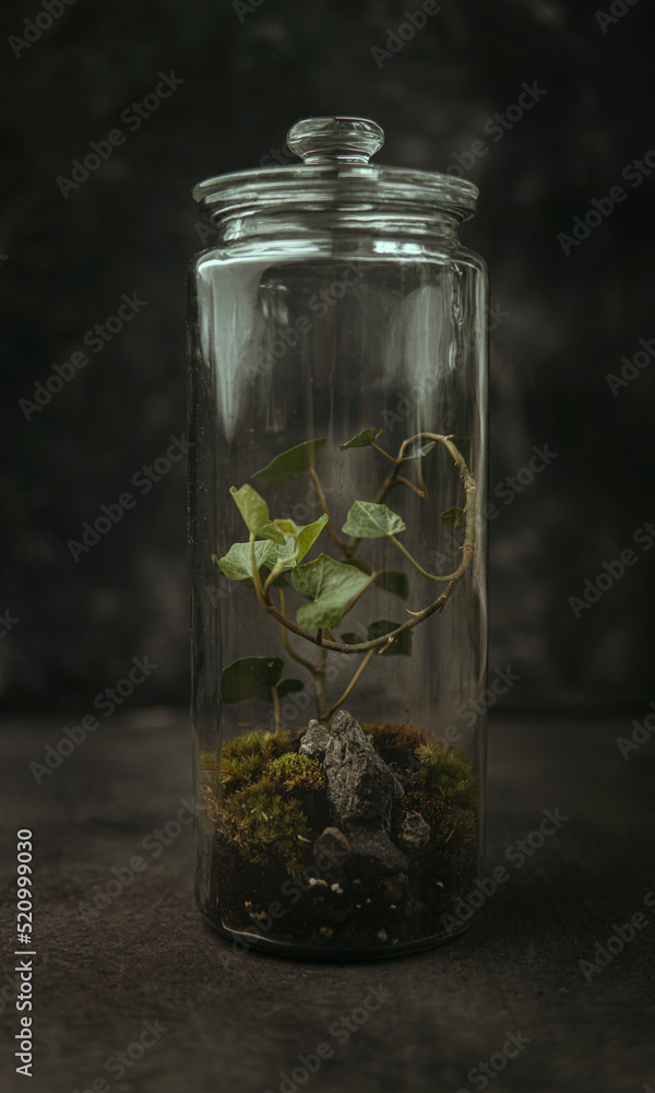 ivy in a jar ivy in a jar