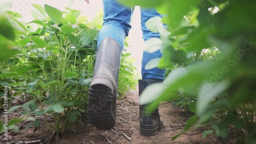 Agriculture. male farmer in rubber boots walks through a soybean plantation. business agriculture growing soybeans concept. lifestyle a farmer feet are walking in a soybean field close-up