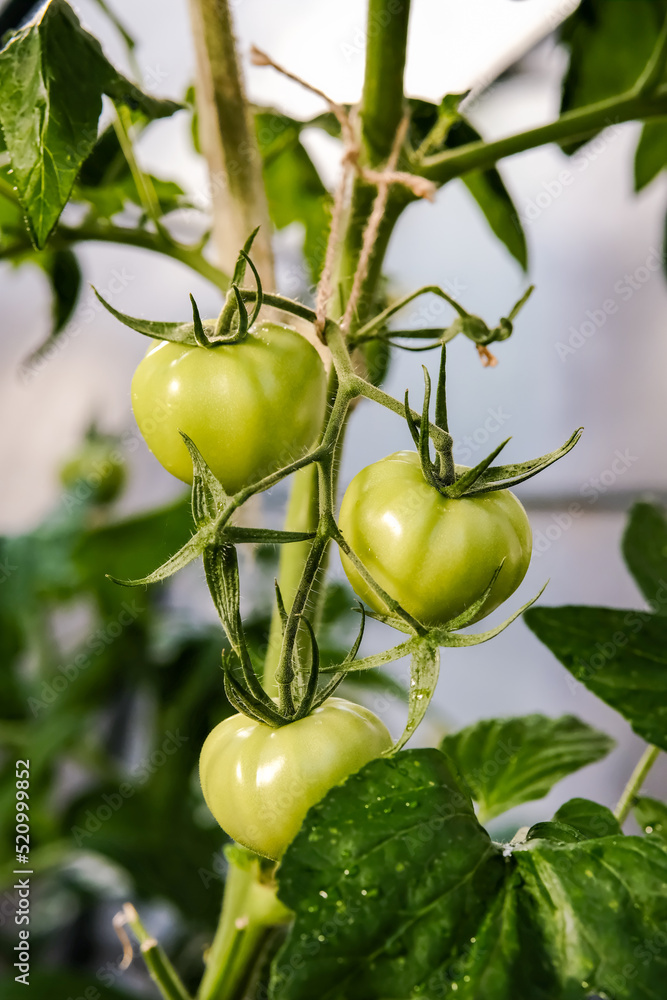 Green tomatoes on a branch. Immature green tomatoes. Tomatoes in the greenhouse.