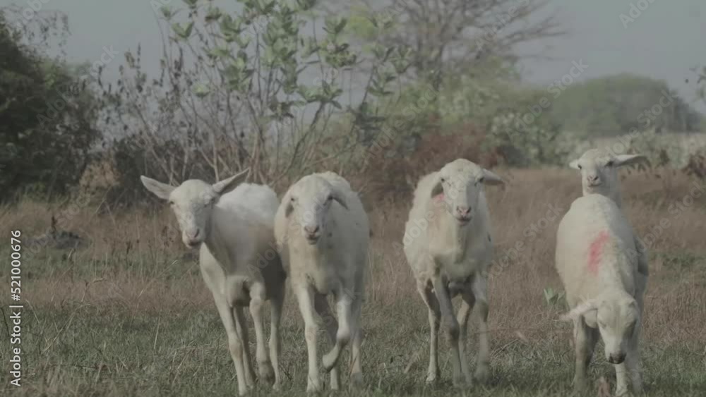 native Indonesian sheep videos, sheep eating green grass, white sheep, sheep in the farm video native Indonesian sheep videos, sheep eating green grass, white sheep, sheep in the farm video