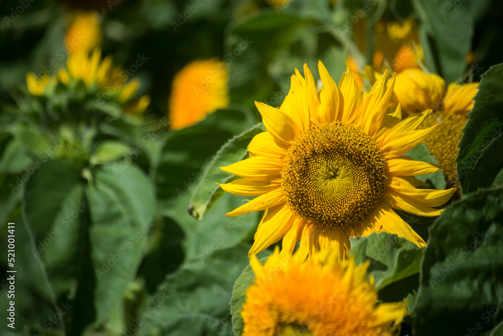 Closeup of yellow sunflowers in a field Closeup of yellow sunflowers in a field