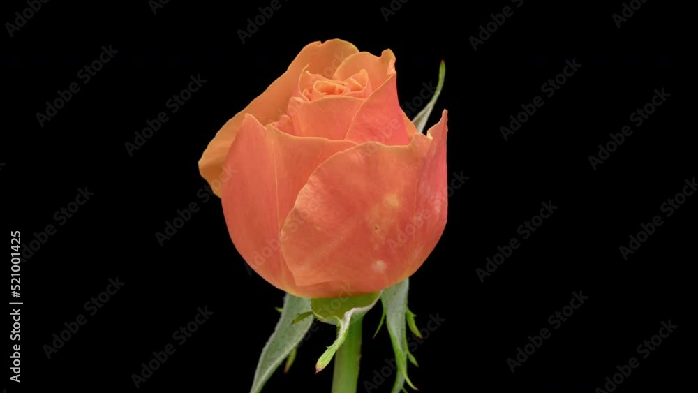 4K Time Lapse of blooming orange Rose flower isolated on black background. Timelapse of rose petals close-up. Time-lapse of beautiful flower opening. 4K Time Lapse of blooming orange Rose flower isolated on black background. Timelapse of rose petals close-up. Time-lapse of beautiful flower opening.