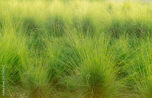 Green vetiver grass field. Vetiver System is used for soil and water conservation, mitigation and rehabilitation, and sediment control. Organic glue for soil sustainable development. Ornamental grass.