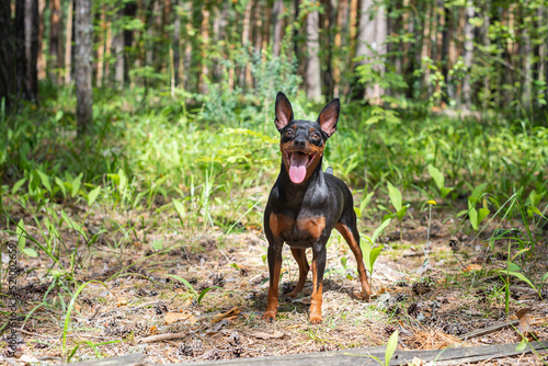 A little black cheerful dog in the summer forest. Zverg pinscher