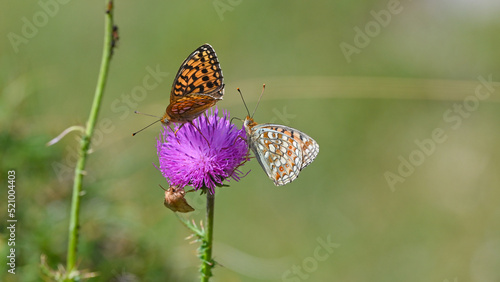 very beautiful and colorful orange butterfly (Fabriciana niobe) with dots sitting on flowers in the mountains in summer