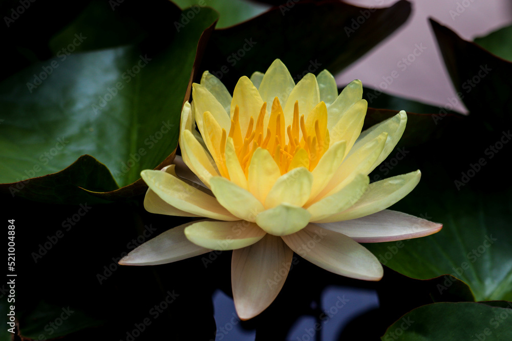 Bees are pollinating yellow lotus flowers blooming beautifully in the lotus pond.