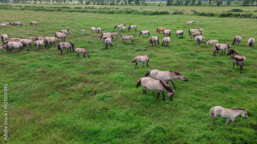 Aerial view of Tarpan horses in nature. Wild horses. Wildlife and nature background. Herd of wild horses Tarpan on the pasture. Aerial view of Tarpan horses in nature. Wild horses. Wildlife and nature background. Herd of wild horses Tarpan on the pasture.