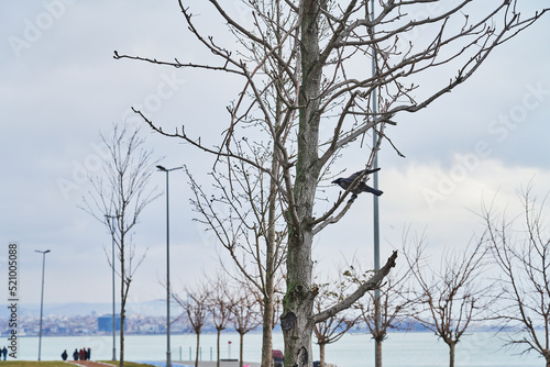 Tree, TURKEY photo