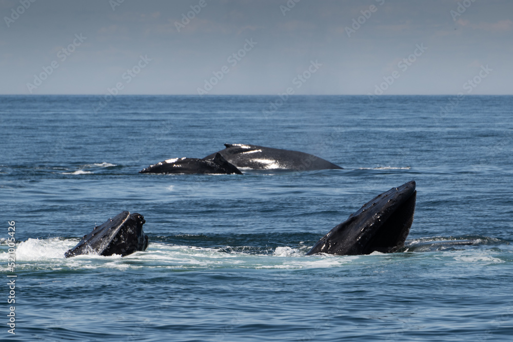 Naklejka premium Whales Feeding