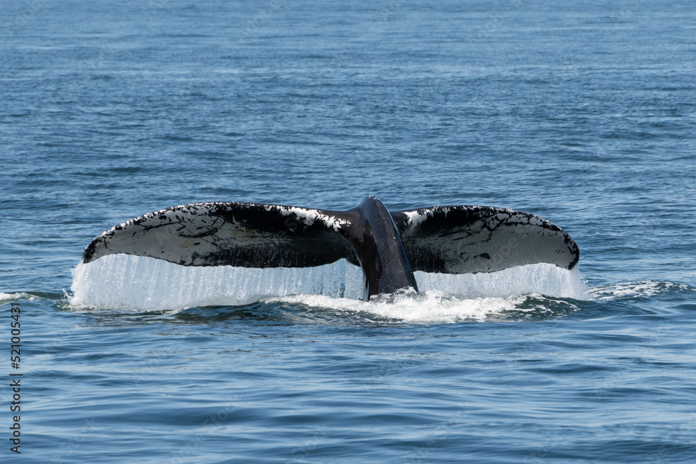 Fototapeta premium Whale Flukes