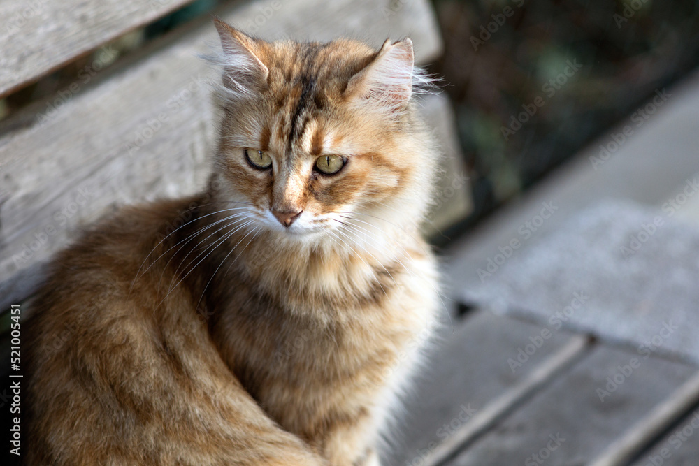 Fototapeta premium Beautiful fluffy tabby stray cat looking away in above the subject head and shoulders portrait in outdoors.