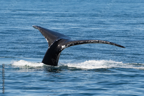Whale Flukes