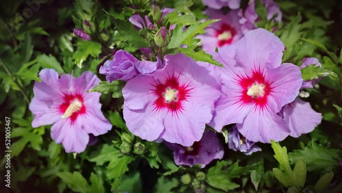 Hibiscus syriacus is a species of flowering plant in the mallow family, Malvaceae. It is native to Korea, and south-central and southeast China, but widely introduced elsewhere, including much of Asia photo