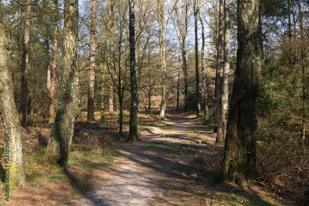 forest around the Emma pyramid, near Rozendaal forest around the Emma pyramid, near Rozendaal