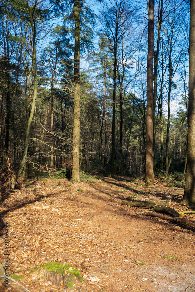 Fototapeta premium forest around the Emma pyramid, near Rozendaal