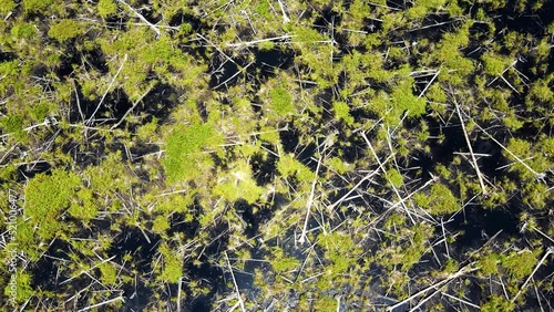 A downward flying aerial focusing on fallen trees in the flooded forests of the Great Dismal Swamp Nation Wildlife Refuge located in Virginia and spanning to North Carolina photo