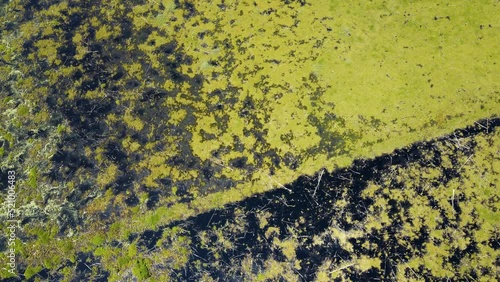 Wetlands of the Great Dismal Swamp National Wildlife Refuge in Virginia.   A slow floating aerial where the lens gradually moves up and shows the panorama view of the location photo