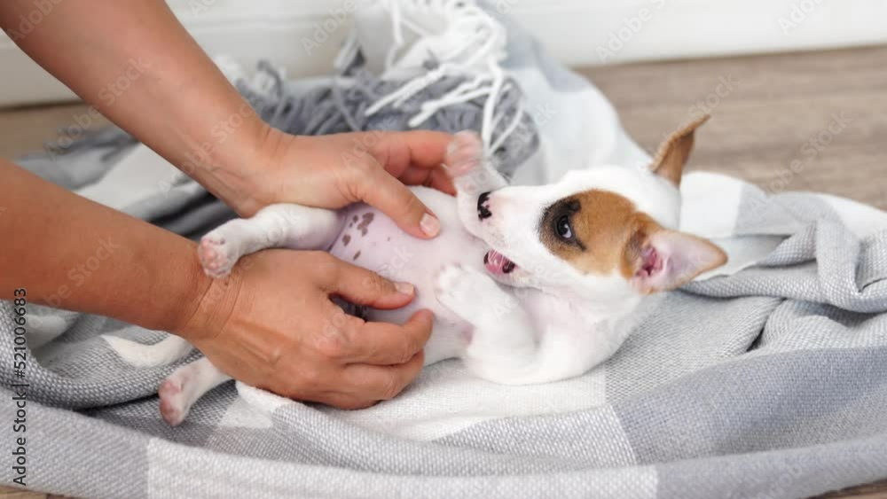with the puppy Jack Russell Terrier play on the blanket and he bites. with the puppy Jack Russell Terrier play on the blanket and he bites.