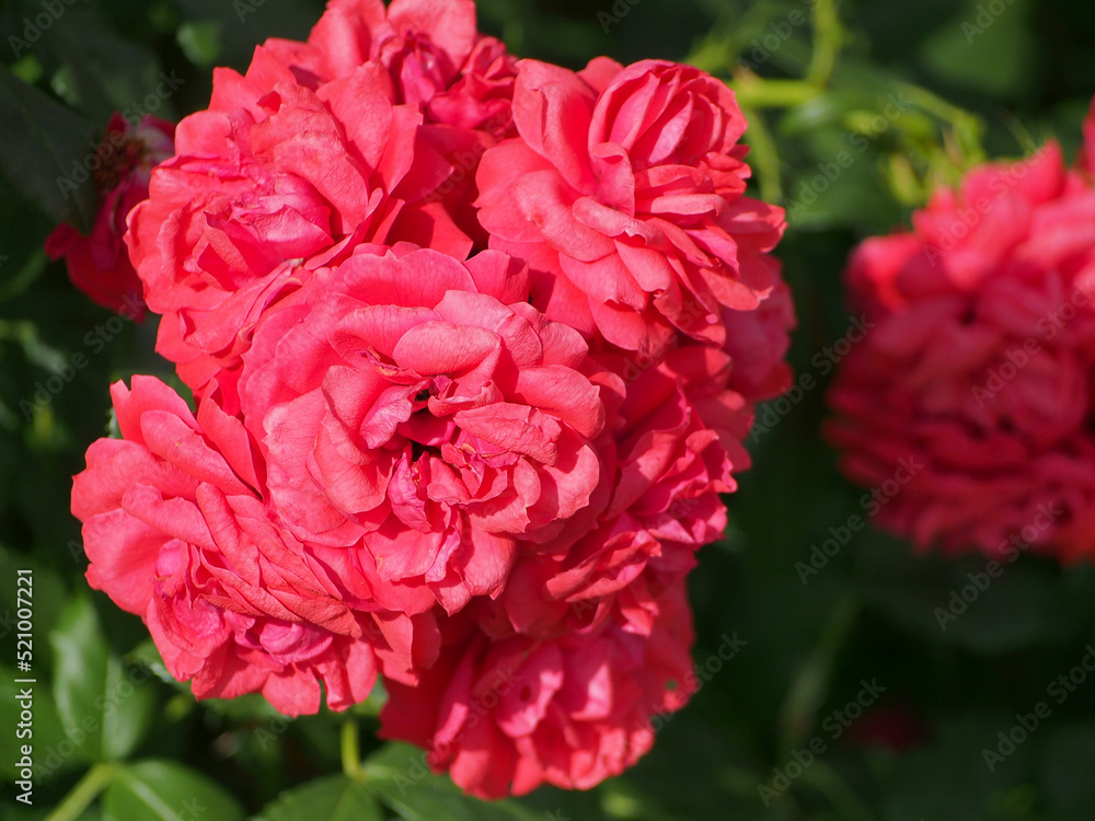 Open rosebud, close-up on a blurred background. Open rosebud, close-up on a blurred background.